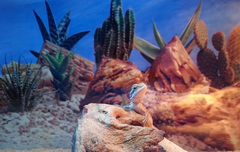 11 DIY Bearded Dragon Décor Ideas to Make Today (With Pictures)