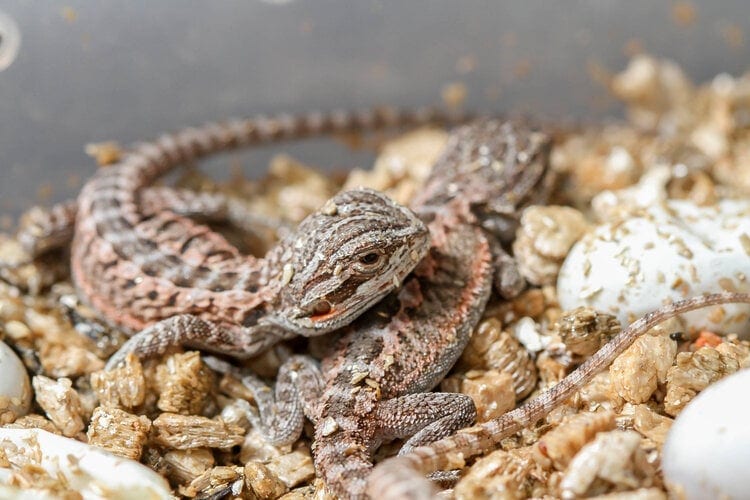 How To Breed Bearded Dragons: Step By Step Guide (Vet Answer)