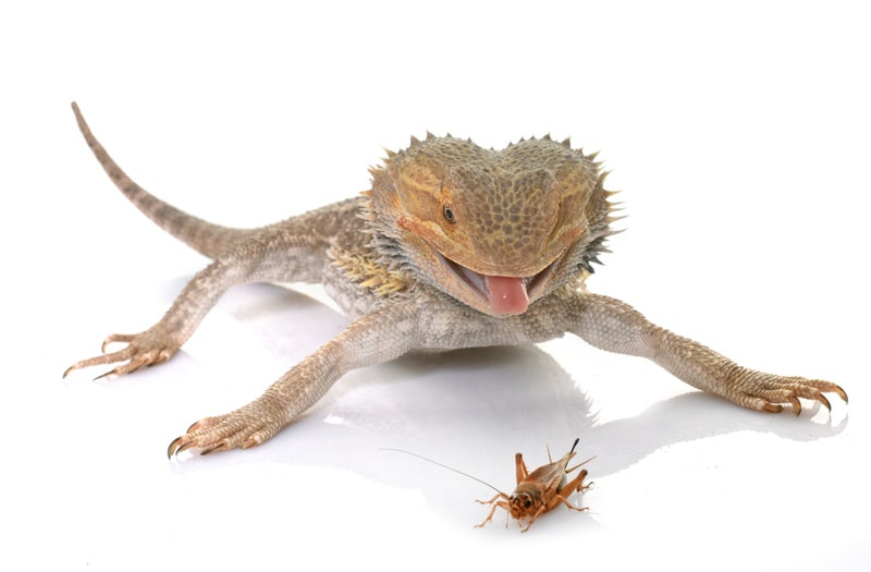 bearded dragon about to eat cricket