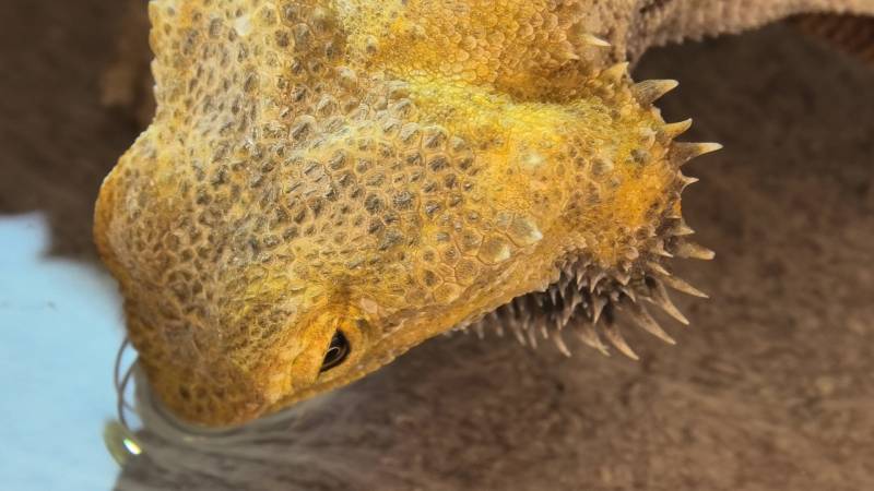 Can Bearded Dragons Swim? Facts & FAQs