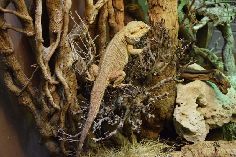 How Long Do Bearded Dragons Live? Vet Reviewed Lifespan, Data & Care
