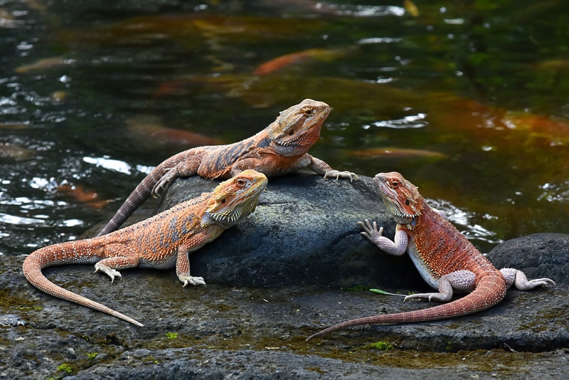 Do Bearded Dragons Drink Water? Vet Approved Tips to Make Them Consume Fluid