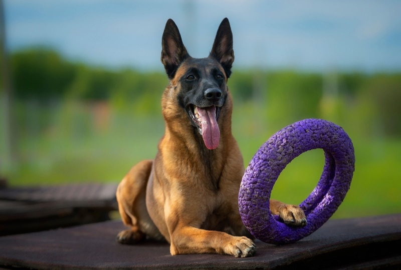 10 Best Dog Toys for Smart Dogs - 2026 Reviews & Top Picks
