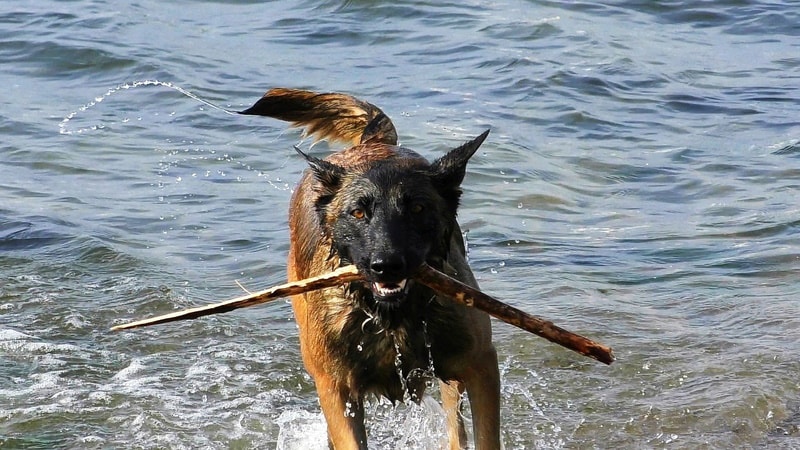 How Strong Is a Belgian Malinois’s Bite Force Compared to Other Animals?