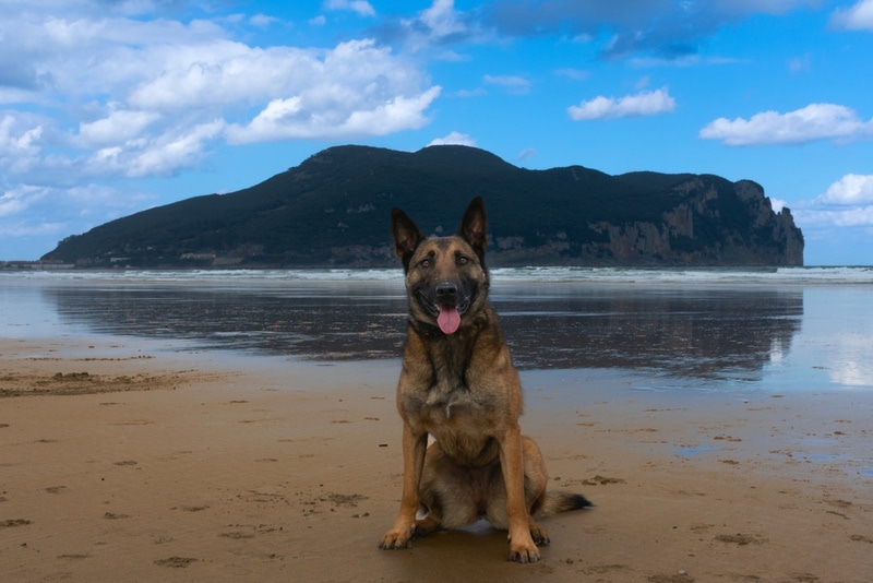 Do Belgian Malinois Like Water or Enjoy Swimming? Facts & Safety Tips