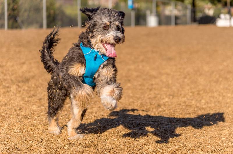 Why Do Dogs Get the Zoomies? 6 Vet-Reviewed Reasons