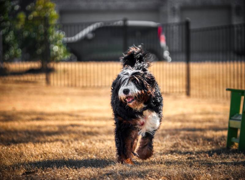 How to Build a Dog Park in Your Community: Tips & Recommendations