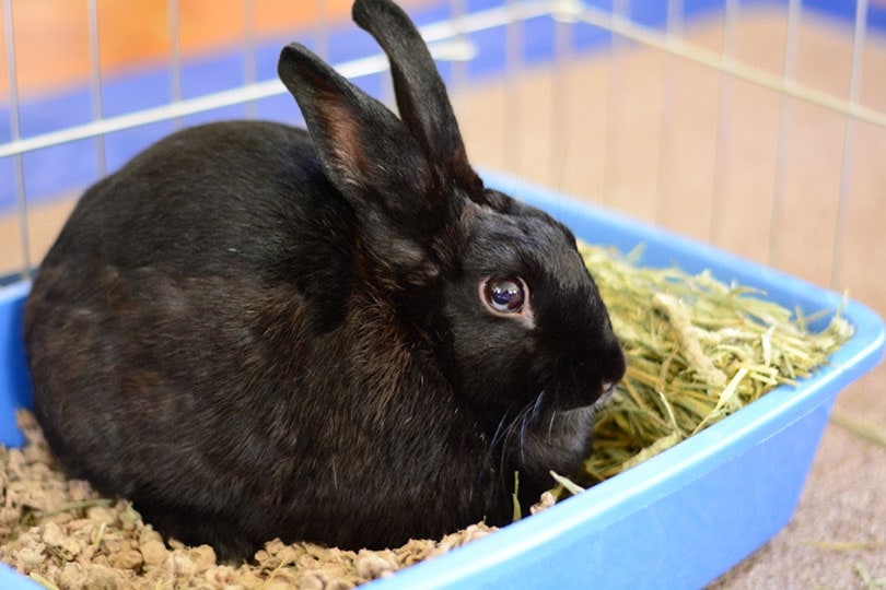 How to Litter Train a Rabbit: Our Vet’s 6 Tips & Tricks