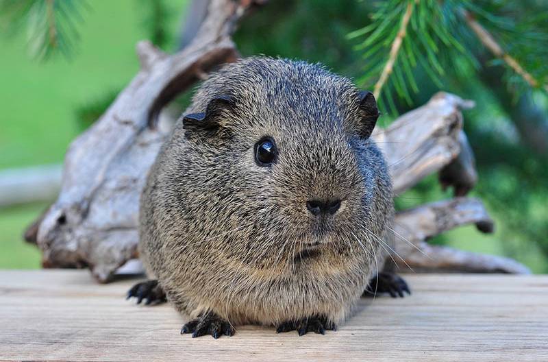 Do Guinea Pigs Bite? 7 Reasons They May & Handling Tips