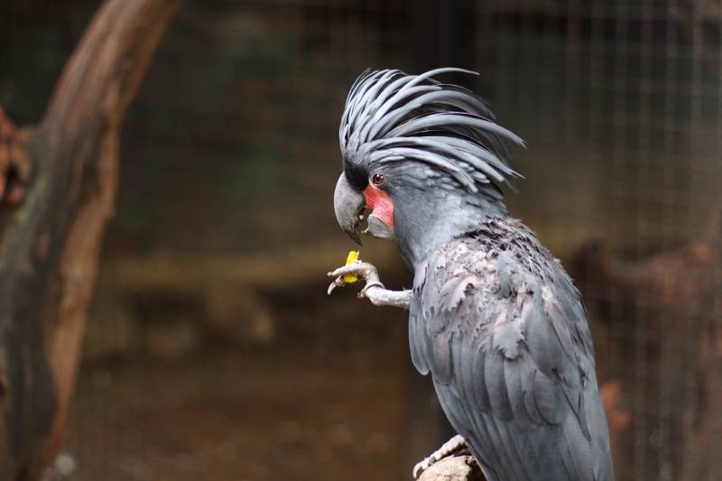 11 Most Expensive Birds Kept as Pets (2026 Price Updates)