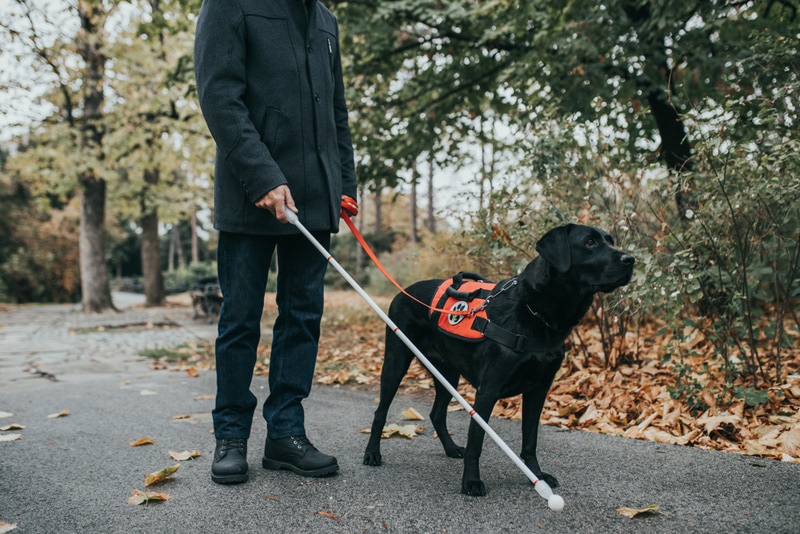 14 Service Dog Myths & Misconceptions That We Need to Stop Believing