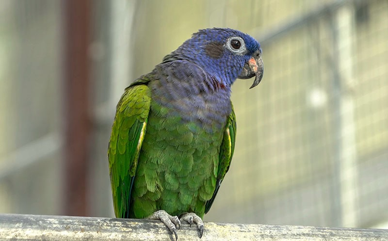 Pionus Parrot: Info, Pictures, History, Care, Facts & More