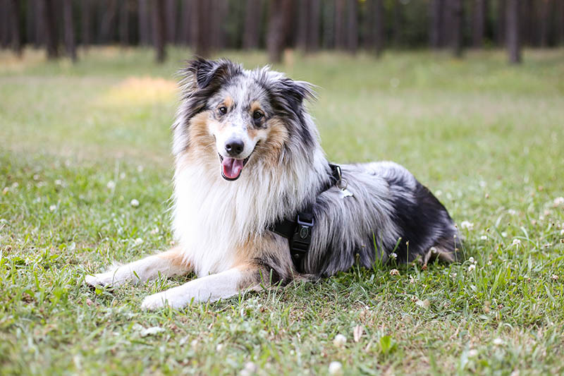 Blue Merle Shetland Sheepdog (Sheltie): Info, Pictures, Characteristics & History