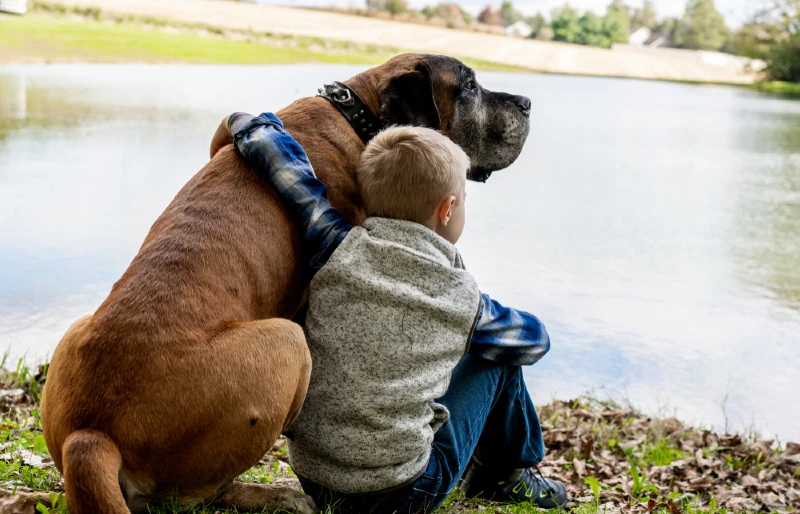 boy sitting with english mastiff dog beside the lake