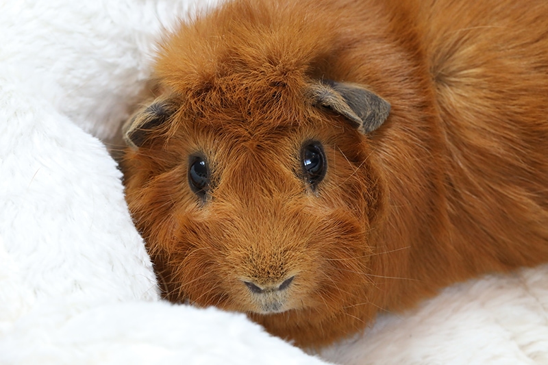 Do Guinea Pigs Have Eyelids? Eye Anatomy Explained