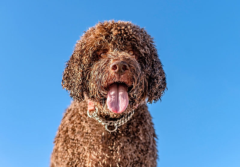 How Smart Are Portuguese Water Dogs? Average Intelligence & Breed Facts
