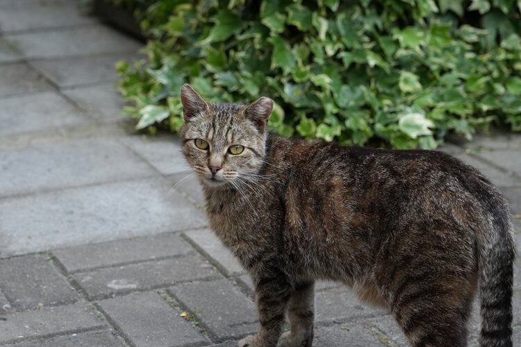 How to Safely Get Poison Ivy off Your Cat: 6 Vet Approved Steps