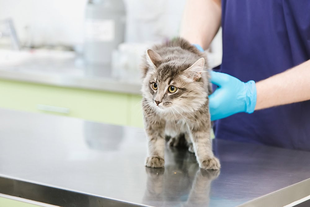 Hookworms in Cats: Vet Reviewed Causes, Signs & Treatments