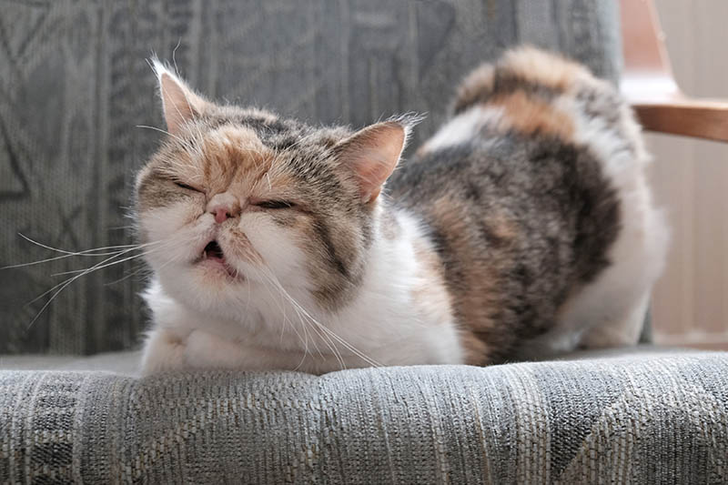 When Do Cats Go Into Heat After Giving Birth? Our Vet Explains
