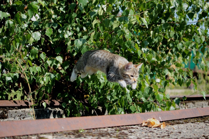 How Do Cats Jump So High? Exploring Their Physiology (Vet-Verified)
