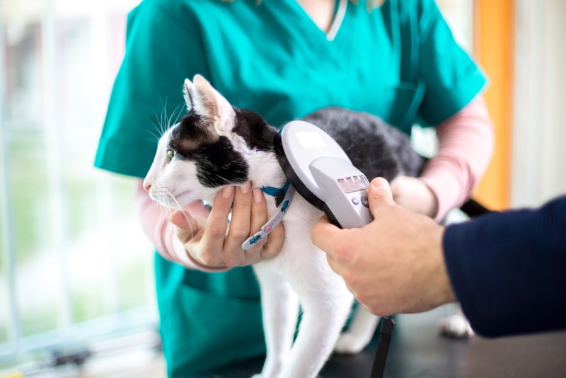 How Does a Cat Microchip Work? Types, Pros, Cons & FAQ