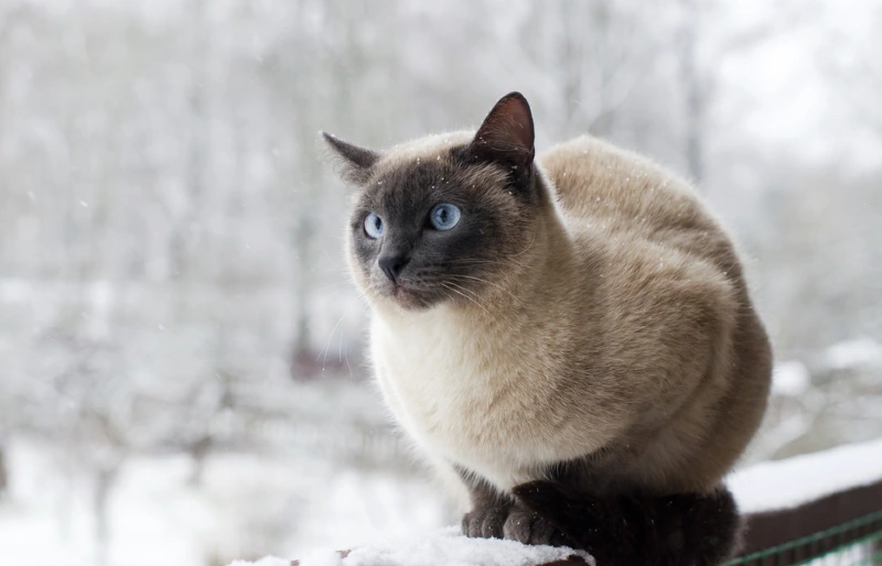 Can My Cat Get Fleas in the Winter? Vet Approved Facts & Advice