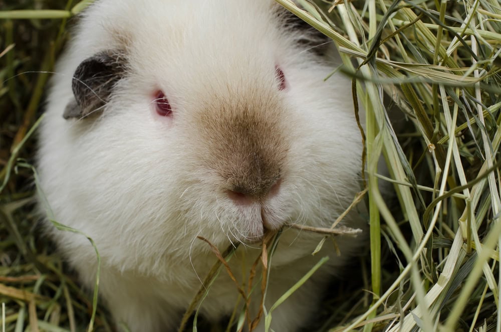 Himalayan Guinea Pig: Pictures, Info, Traits & Care Guide