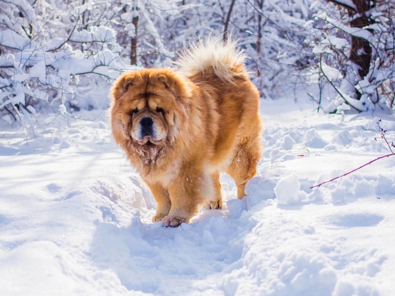 Do Dogs' Paws Get Cold? Vet-Verified Facts & FAQ