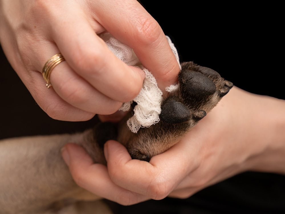 How to Get Gum Out of a Dog Paw: 5 Vet Approved Tips