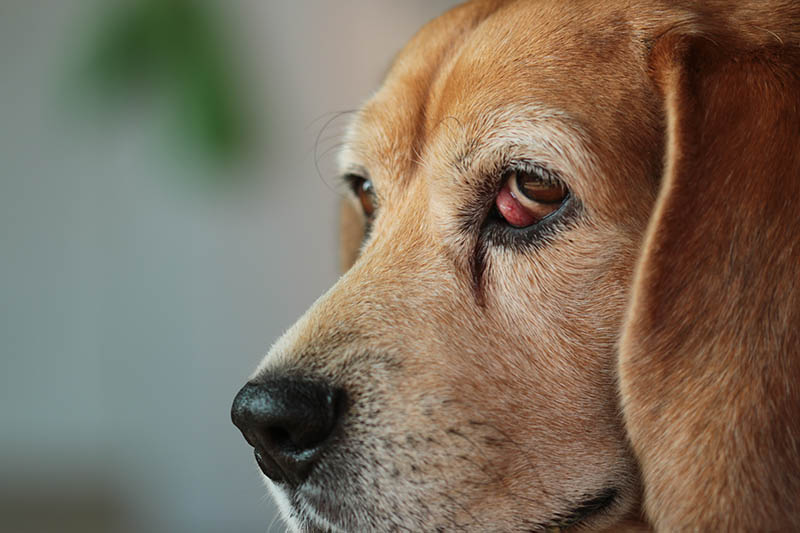 Beagle Cherry Eye: Signs, Causes & Care (Vet Answer)