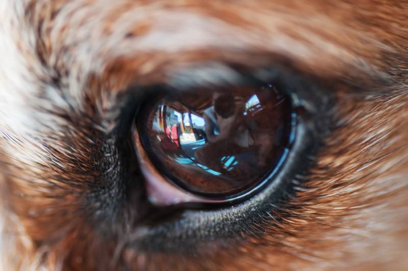 What Does a Dog’s Third Eyelid Do? Vet-Approved Facts & FAQ