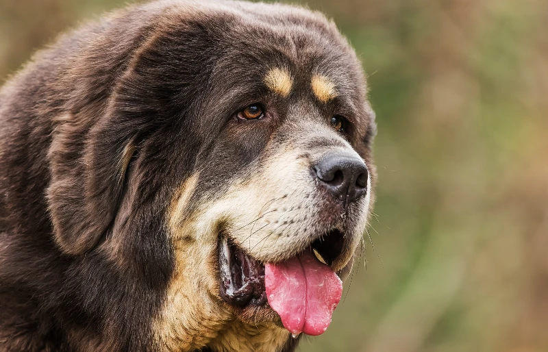 Why Is My Dog Drooling & Acting Strange? 15 Vet-Approved Reasons