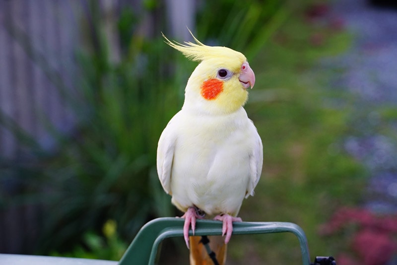 Lutino Cockatiel: Info, Pictures & History