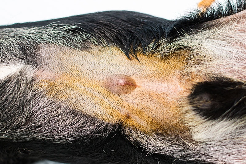 Umbilical Hernia in Dogs: Signs, Causes & Treatment (Vet Answer)