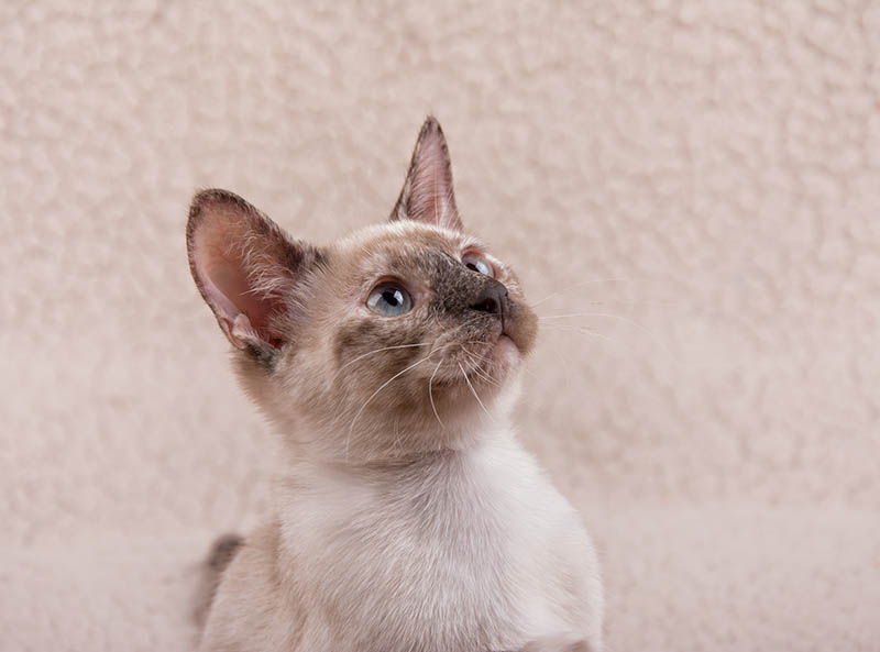 8 Cat Breeds With Pointy Ears: Info, Pictures & Facts