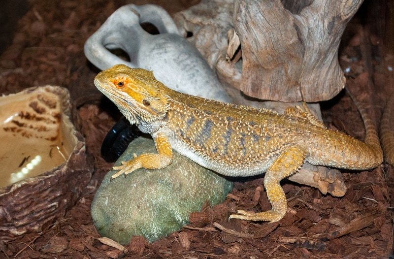 Why Does My Bearded Dragon Scratch in the Corner? 5 Vet-Reviewed Reasons & Tips