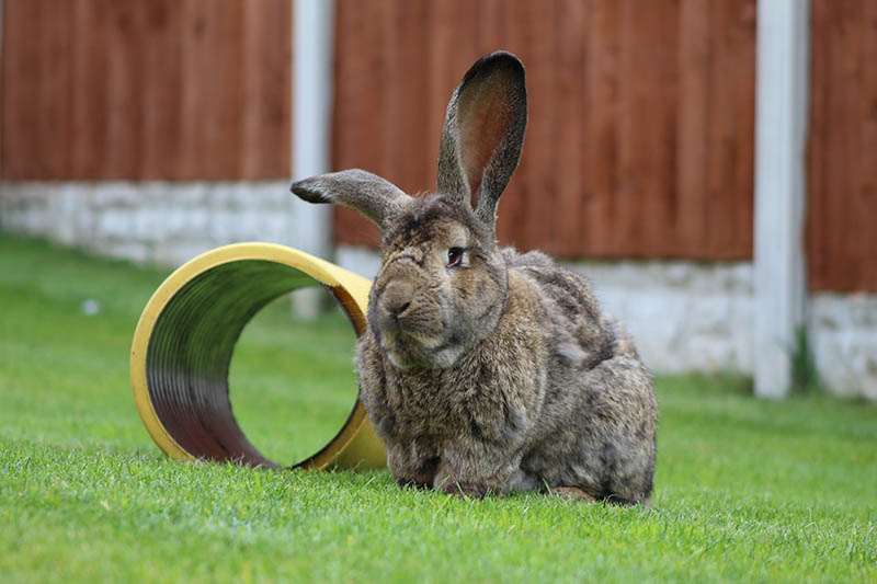 How Much Do Continental Giant Rabbits Cost? 2026 Price Guide