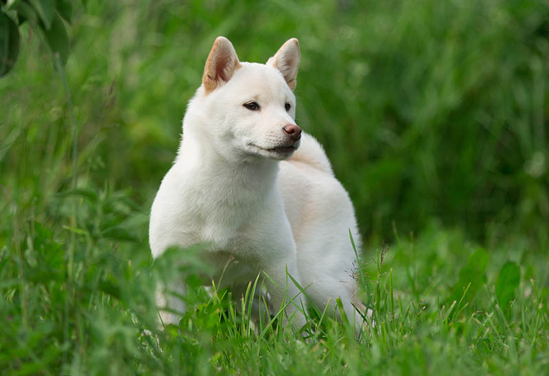 Cream Shiba Inu: Pictures, Facts & History