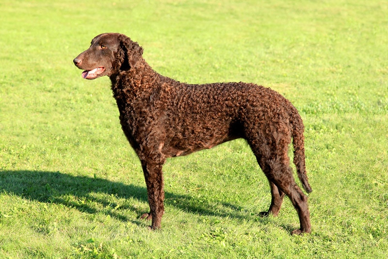 curly coated retriever standing on grass