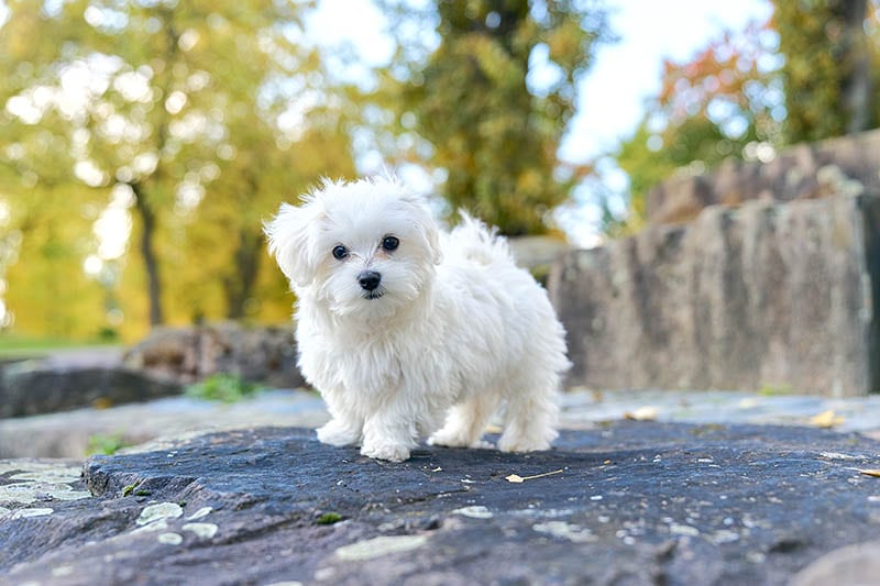 Are Maltese Smarter Than Most Dogs? Different Types of Dog Intelligence