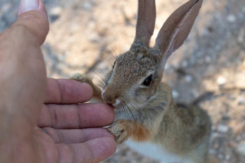 Do Pet Rabbits Bite? What to Watch Out For
