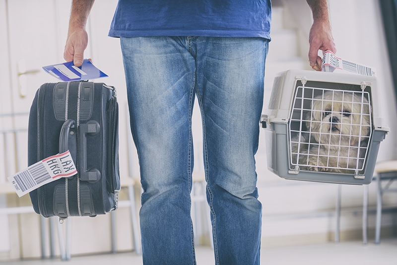 Traveling With a Dog to Europe: 10 Vet-Approved Tips