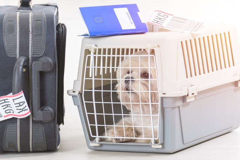 How Stressful Is Flying for Dogs? Vet-Verified Facts & Tips to Help Your Pet