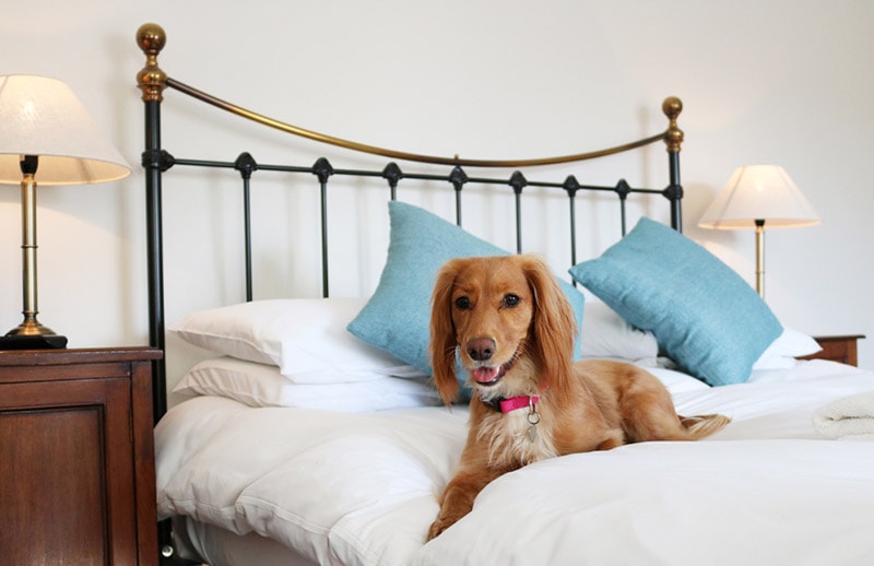 dog lying on the bed