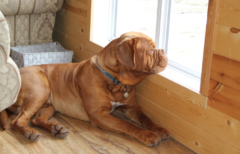How to Safely Leave Your Dog Home Alone: 7 Vet Approved Tips