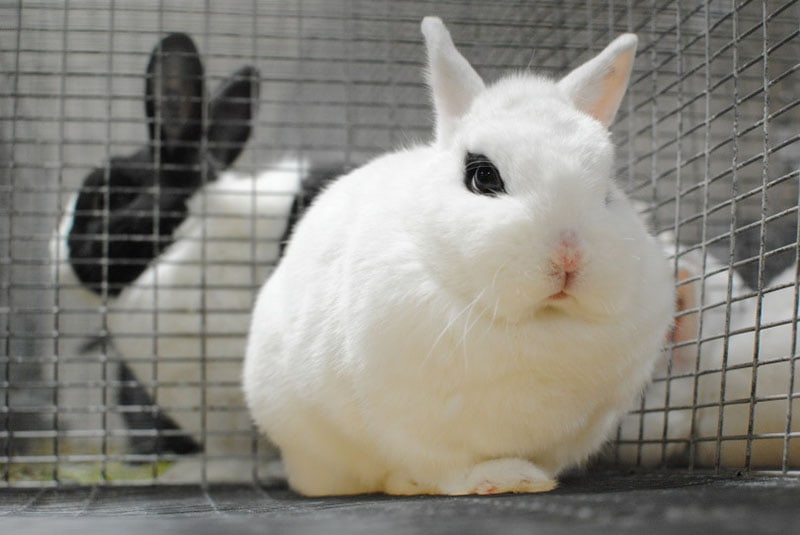 Dwarf Hotot Rabbit: Pictures, Care Guide, Lifespan & Traits