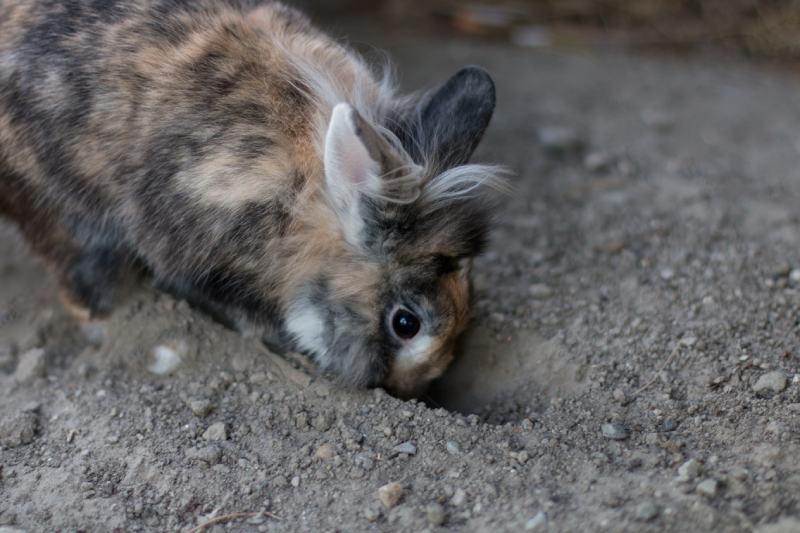 Why Do Rabbits Dig Holes? 6 Likely Reasons (Vet-Reviewed)