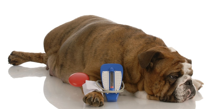 High Blood Pressure in Dogs: Vet-Verified Signs, Causes & Care