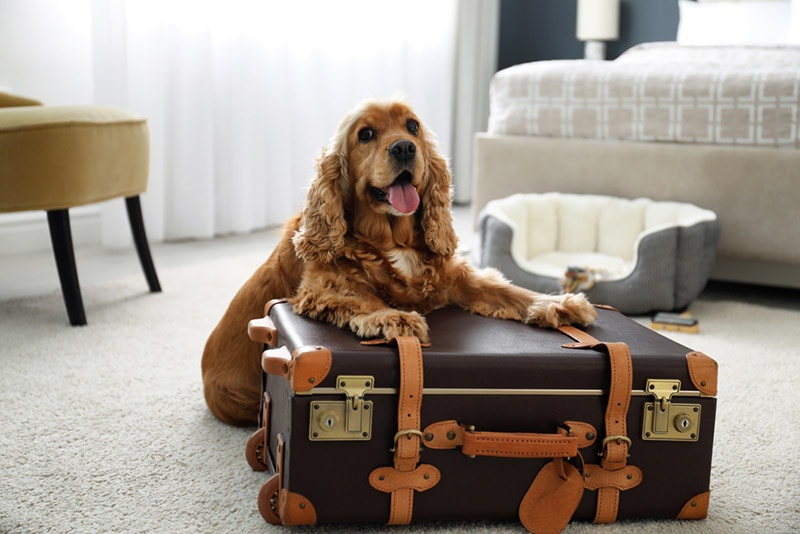 10 Pet-Friendly Hotels in Lincoln City, Oregon (2026 Guide)