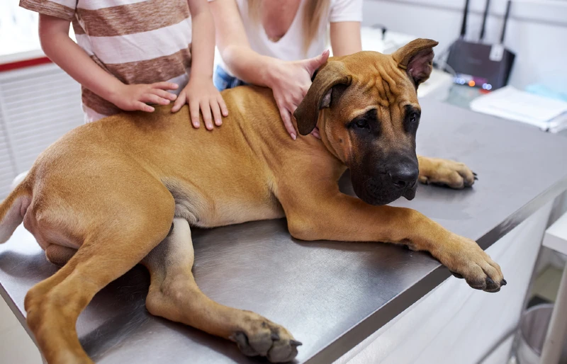 Why Won't My Dog Poop? 11 Vet-Reviewed Reasons